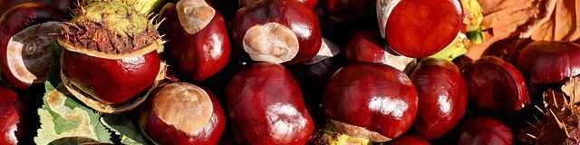 chestnut-1710430_640