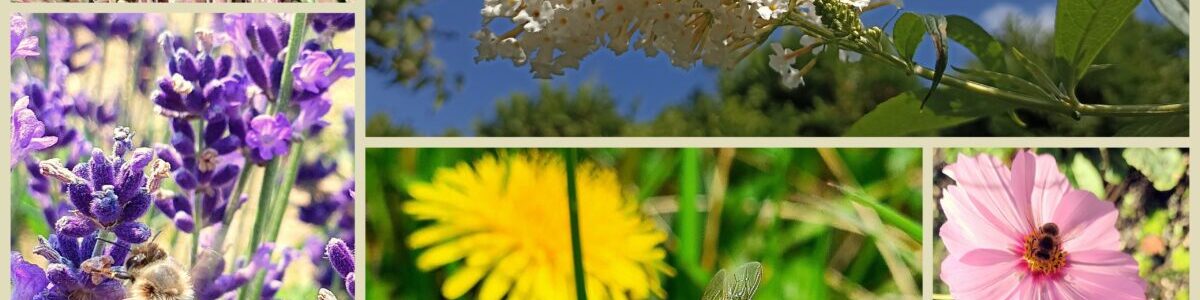 koláž ze soutěžních fotografií